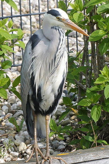 volavka popelavá, pták, zvíře, volavka, vodní pták, peří, zobák, fauna, živočišného světa