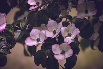 Blumen, Blütenblätter, schöne Blumen, Blätter, Ast, Blumen Hintergrund, Hartriegel, Blumentapete, Buchse, Zierstrauch, Garten