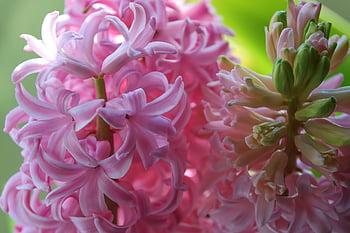 hyacint, hyacinthus, růžový, květinové pozadí, květenství, růže, květ, okrasné rostliny, chřest, jarní květina, vonící květina