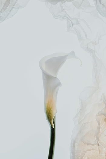 hvit calla lilje, nærbilde, elegant blomst, Myk stoffbakgrunn, minimalistisk stil, Flytende stoff, hvitt bakteppe, blomsterfotografi, delikat blomst, hvit lilje, minimalistisk design