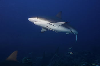 灰色と白の雄牛サメ、 水泳、 ディープブルーオーシャン、 海洋野生生物、 閉じる、 水中写真、 鮫、 海洋生物、 メジロザメ属のサメ、 野生動物の写真