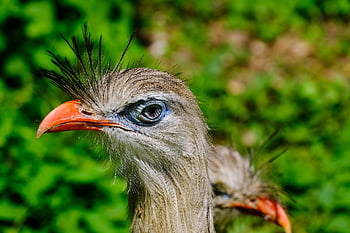 secretary Bird, bird, animal, birds Of Prey, wildlife, predator, plumage, head, beak, nature, bird Watching