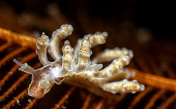 nudibranch, meztelen csiga, tengeri csiga, csiga, természet, állat, puhatestű, viz alatti, tenger, búvárkodás, tengeri