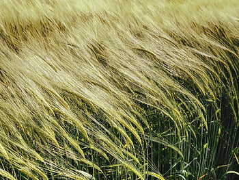 obilné pole, obilí, špice, pšenice, zemědělství, Příroda, podsvícení, růst, zelená, rostlina