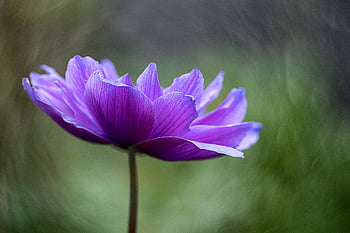 Blume, Malerei, Hintergrund, Blumen-, Tapete, Kunst, Illustration, Jahrgang, Öl, Farbe, Natur