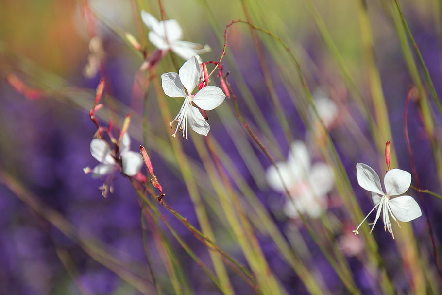 white Gaura, flowers, flower Wallpaper, plant, petals, garden, bloom, beautiful Flowers, blossom, flora, nature