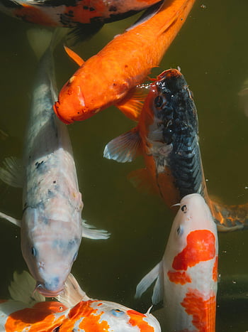 Barevné japonské kapry, plavání, vodní rybník, koi ryby, živé vzory, klidný rybník, osaka, Japonsko, vodní život, fotografování přírody, dekorativní ryby
