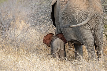 Africa, elefante, cucciolo di elefante, famiglia, orecchie, coda, pachiderma, selvaggio, safari, neonato