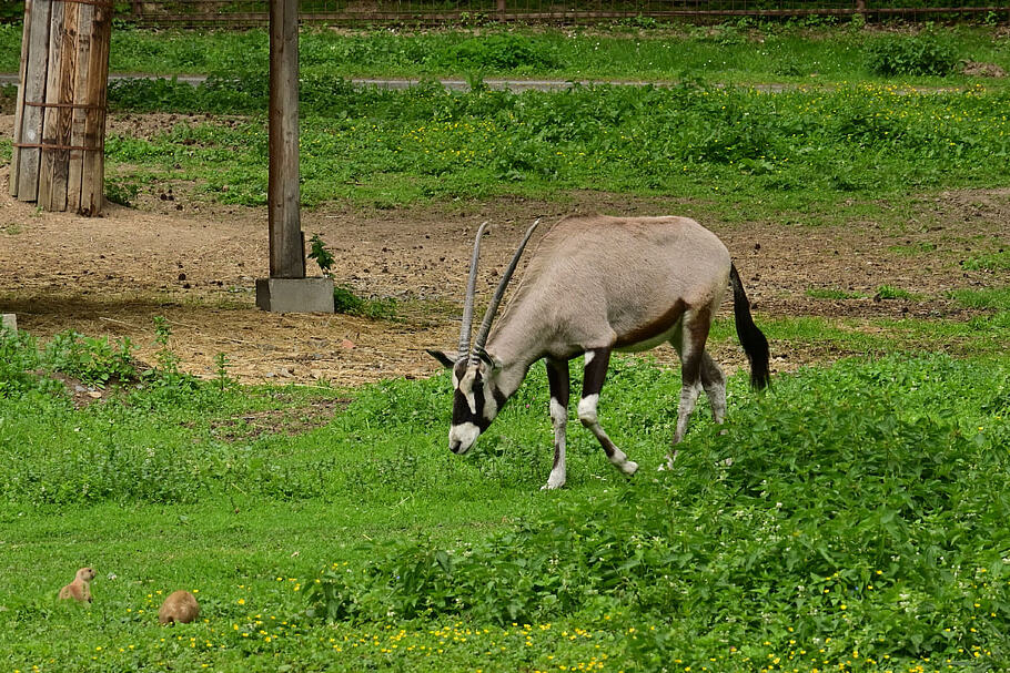 Oryx, Africa, Antelope, Nature, Zoo, Animal