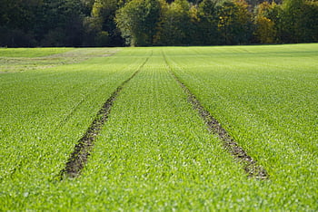 field, agriculture, farming, wheat, nature, winter Wheat
