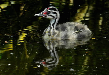 great Crested Grebe Chick, water Bird, animal, young, juvenile, swimming, nature, pond, water