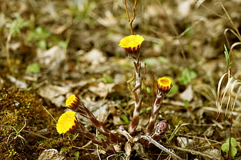 podběl, Příroda, tussilago farfara, žlutá, květ, brzy bloomer, jaro