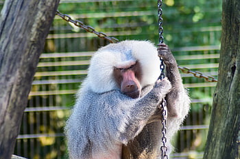 baboon, monkey, animal, animal World, zoo, ape, nature, mammal, creature, tiergarten, primate