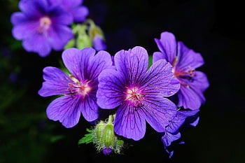 purple geranium flowers, close-up photography, vibrant purple, 5 petaled flower, dark background, floral photography, purple flowers, geranium close-up, flower macro, purple geranium, flower photography