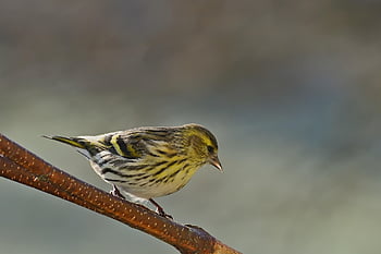 bird, siskin, songbird, foraging, plumage, wildlife, cold, garden, nature