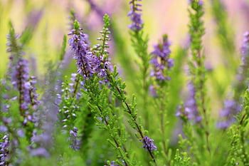 vřes, erika, žíhané květy, calluna, vřesové květy, květy, květ, flóra, Příroda, calluna vulgaris