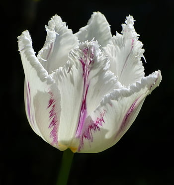 tulip, flower Background, white Tulip, white Flower, flower, blossom, bloom, flower Wallpaper, beautiful Flowers, early Bloomer, spring