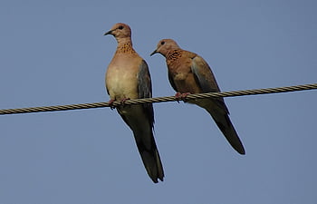 holubice, pták, směje se holubice, Příroda, malá hnědá holubice, pár, spilopelia senegalensis, ptačí, aves, fauna, avifauna