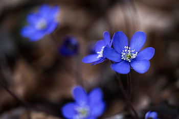liverflower, nature, liver Flower, early Bloomer, spring Flower, violet, blossom, bloom, spring, forest Flower, anemone