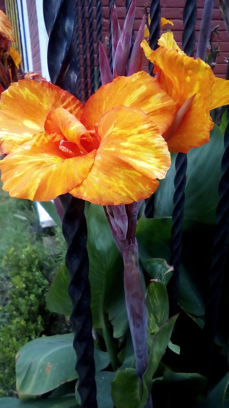 canna, květiny, rostlina, oranžové květy, okvětní lístky, květ, Příroda, detailní
