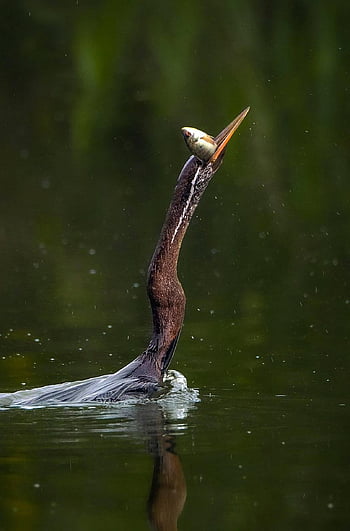 anhinga, snakebird, Příroda, americký miláček, darter, voda krůta, vodní pták, ptačí, volně žijících živočichů, jezero