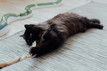 black cat, playing, rope toy, cozy indoor, rug, cute, playful, tugging, pet, animal, home