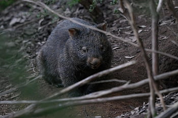 common Wombat, wombat, animal, marsupial, vombatus Ursinus, bare-nosed Wombat, mammal, herbivore, wildlife, nature, wild
