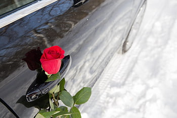 auto, květ, květinové pozadí, tapety na plochu, růže, elegance, růže květina, Valentýn, výročí, květinové tapety, oslava