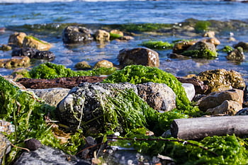 pebbles, beach, seaweed, coast, sea, stones, nature, water, ocean, rocks, sand