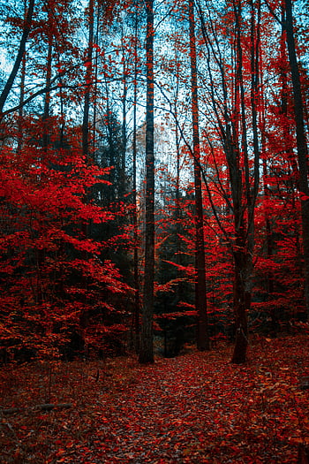 Red Trees, autumn forest, vivid red leaves, fall beauty, stunning autumn, forest scenery, red foliage, fall season, nature landscape, autumn colors, forest path