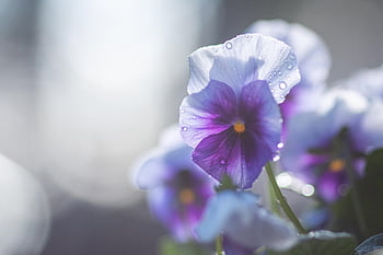 pansy, sun, light, nature, flower, blossom, bloom, flower Background, spring, plant, garden
