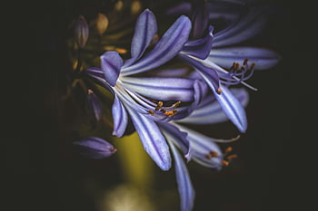 fialový agapanthus květina, Fotografie selektivního zaměření, Podrobný makro výstřel, jemné lístky, tyčinek, tmavé pozadí, fialový květ, agapanthus, květinové fotografie, detail, fotografování přírody