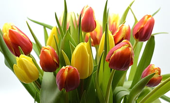 tulips, flower Wallpaper, flower, beautiful Flowers, ostrich, plant, leaves, early Bloomer, decorative, tulip Bouquet, thank You