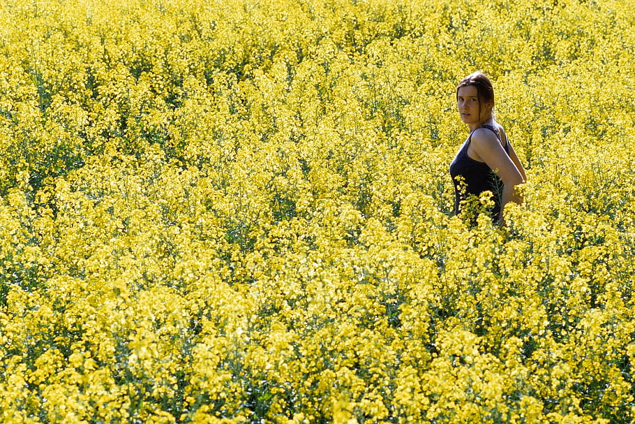 girl, woman, model, portrait, rape Field, yellow, fairy Gold, yellow Model, yellow Portrait, yellow Field