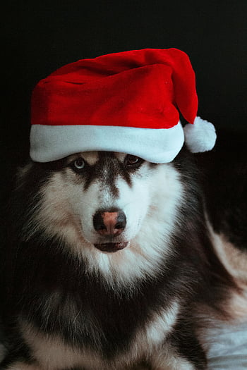 Siberian Husky, Santa hat, cute dog, festive holiday, Christmas theme, holiday photo, pet photography, winter season, adorable pet, holiday spirit, Christmas dog