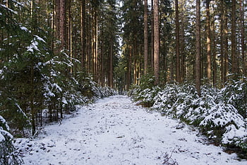 foresta, sentiero nel bosco, la neve, inverno, alberi, brina, invernale, Winterscape, snowscape, nevoso, boschi
