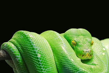 zöld kígyó, élénk zöld, fa python, morelia viridis, tekercselt, ág, fekete háttér, közelkép, hüllő, vadvilág, természet
