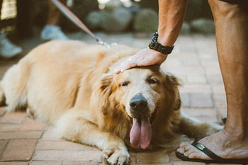 Zlatý retriever, mazlení, venku, milovat, relaxace, Pes, osoba, řemínek, Brick Patio, zvíře, náklonnost