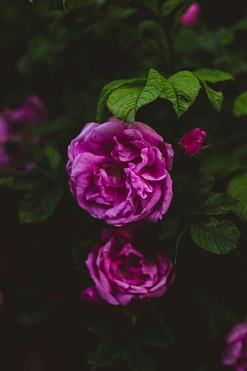 flori, roz trandafiri, frunze verzi luxuriante, flori de aproape, delicatețea naturii, flori ce înfloresc, floral frumusete, flori de gradina, flori vibrante, fotografie de flori, frumusete naturala