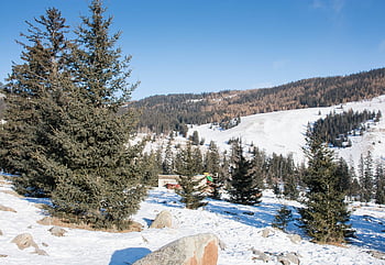 forest, trees, landscape, woods, nature, wilderness, snow, season, winter