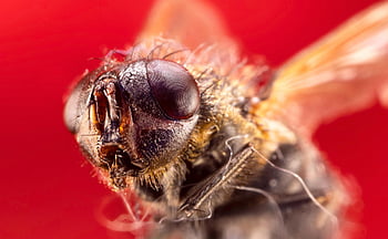 housefly, πετώ, έντομο, λοιμός, σύνθετο μάτι, το κόκκινο, macro, φράζω, εντομολογία
