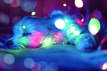 roztomilý pes, spící pes, Vibrující víla světla, Sliná atmosféra, Blue Light Bokeh, zelené světlo bokeh, Pink Light Bokeh, klidný spánek, barevná světla, pet fotografování, Útulná scéna