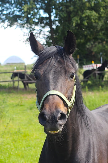 cavallo, che ride, ridere, pony, animale, divertimento, divertente, umorismo, carina, equitazione, Reiterhof