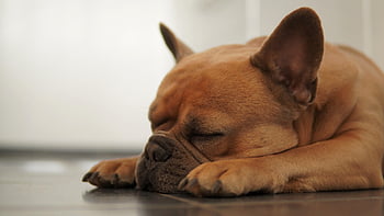 chien, Bulldog français, dormir, par terre, fourrure, sucré, mignonne, les pattes, nez, oreilles, yeux fermés