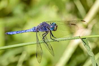 vážka, hmyz, skimmer, jižní skimmer, křídla, orthetrum brunneum, volně žijících živočichů, Příroda, zvíře, pozadí, modrý