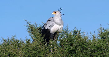 bird, tree, secretary Bird, sagittarius Serpentarius, nature, animal, wildlife, perched, avian, ave, landscape