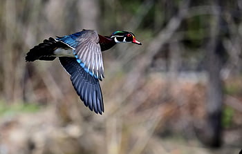 wood Duck, flight, wings, fly, flying Duck, feathers, plumage, ave, avian, ornithology, birdwatching