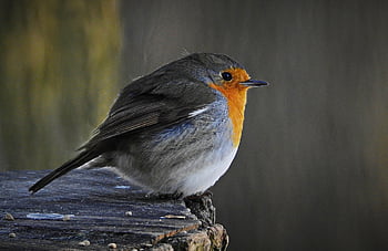 červenka, pták, posazený, pařez, zvíře, evropský robin, pěvec, volně žijících živočichů, peří, zobák, Příroda