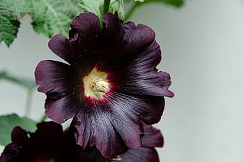 hollyhock, common Peony, mallow, common Hollyhock, alcea Rosea, poplar Rose, nature, garden Hollyhock, cottage Garden, dark Red, black Night
