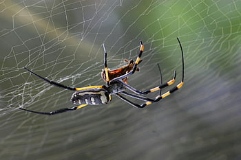 Black Yellow and White Spider, orb-weaver spider, intricate web, macro shot, outdoors, spider web, detailed photo, nature photography, wildlife photography, arachnid, black and yellow spider